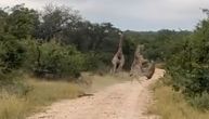 Mladunče žirafe spasilo drugu od predatora: Lavica je krenula u napad, ali ju je oduvao omladinski "brzi voz"