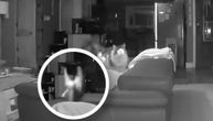 Paranormalne aktivnosti ili samo smotana mačka: Maca se lansirala u vazduh dok je skakala na kauč