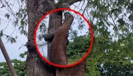 Opasni Komodo zmaj saterao rendžera na drvo