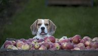 Naučnici testirali “adekvatno izbalansiranu” vegansku ishranu za pse i evo kakvi su rezultati