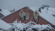 "Tako mu i treba kad sluša ženu": Rode u totalnom šoku zbog snega, poranile u Berane