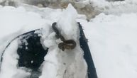 Milorad čistio sneg i ostao u šoku: Ispred njegovih nogu iznenada se pojavio opasni gmizavac