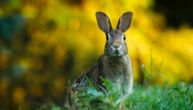 Lov na zečeve otkazan na Novom Zelandu: Meštani žele da ih likvidiraju virusom