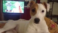 Nestao pas Medeni u Beogradu: Bio na šišanju, vlasnici javili da trči sprintom posred ulice