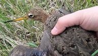 Na "Vlažnim livadama" pronađena povređena barska ptica: Zbrinuli je dobri ljudi iz Zoo Planeta
