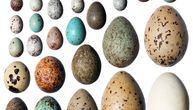 Uskršnje zanimljivosti: Šest (manje-više) poznatih činjenica o jajima