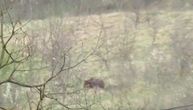 Ogroman medved prošao pored kuće srpske novinarke: Objavila je snimak, pogledajte kolika je zver!