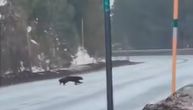 Snimljen vulverin kako trči preko auto-puta: Ovo retko stvorenje poslednji put je tu viđeno pre 54 godine