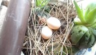 Ptice "čestitale" praznik penzionerki u Leskovcu: Došle joj na balkon, pa donele "poklon"
