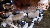 Prirodni fenomen u Šumadiji, od 7 ovaca Milisav dobio 21 jagnje: Tako nešto ne pamte ni najstariji meštani