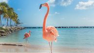 U svetu se obeležava Međunarodni dan ružičaste ikone sa perjem: Flamingosi, srećan rođendan