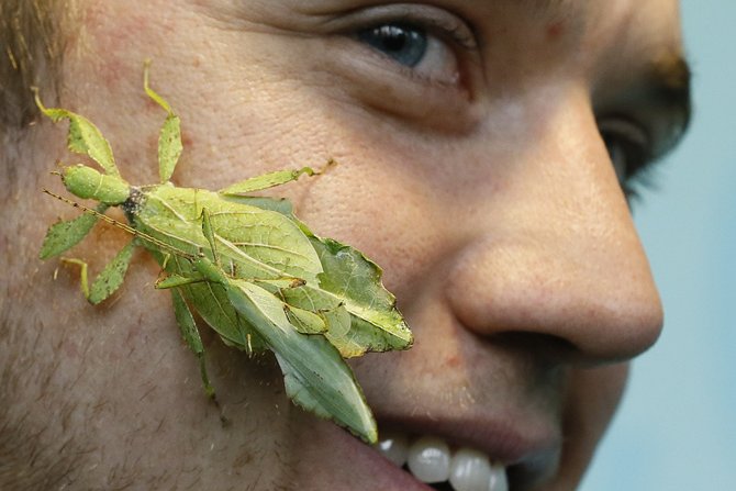 Golman Džef Lamber sa insektom na licu