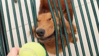 Genijalna ideja: Vimbldonu predloženo da psi skupljaju loptice, ali eksperiment nije prošao zbog jedne stvari