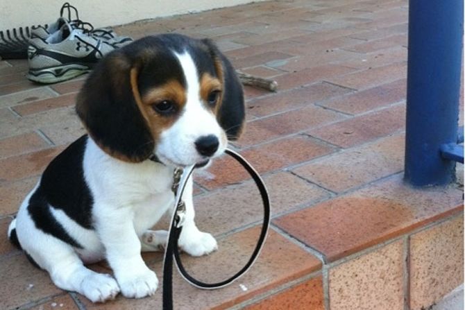 Kuca i povodac Kuca i povodac