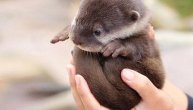 U beogradski Zoo vrt stigao novi gost: Čovek slučajno pronašao mladunče kod Trstenika, evo šta su nam rekli