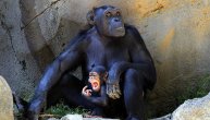 Šimpanze sve češće brutalno napadaju gorile: U dva okršaja im ubile bebe, da li se radi o borbi za voće?