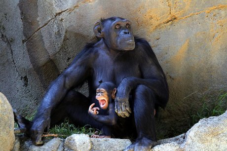 Mladunče šimpanze
