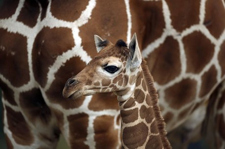 Mladunče žirafe