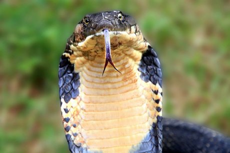 Kraljevska kobra, Ophiophagus hannah