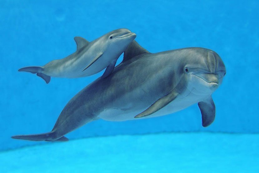 Nova godina, delfin i mladunče