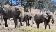 55 slonova u Zimbabveu umrlo od suše i gladi, situacija je teška: Pomoć u hrani treba i stanovništvu