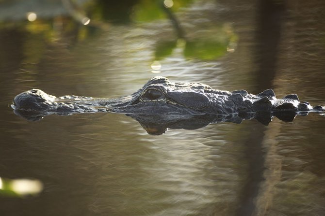 Aligator