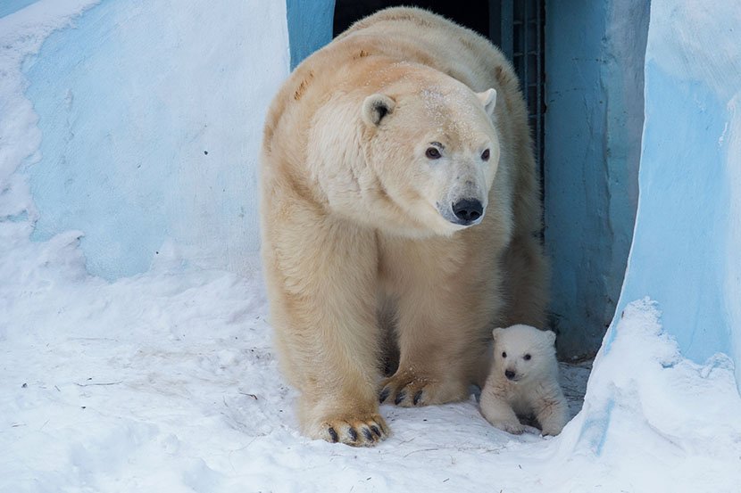 Polarni medved i mladunče