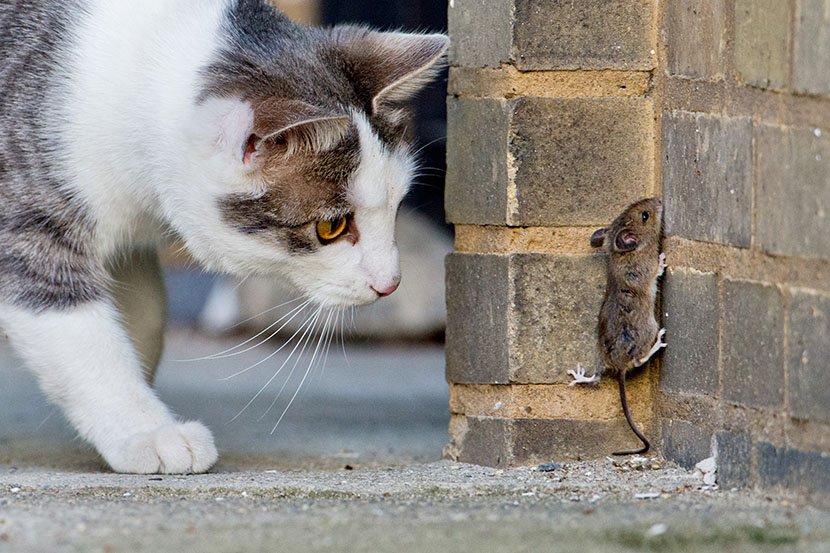 Mačka i miš