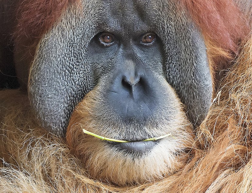 Orangutan Bimbo žvaće štap dok se opušta u zoološkom vrtu