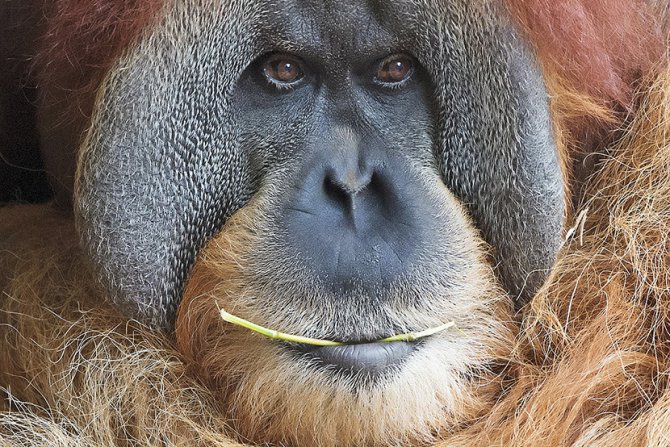 Orangutan Bimbo žvaće štap dok se opušta u zoološkom vrtu