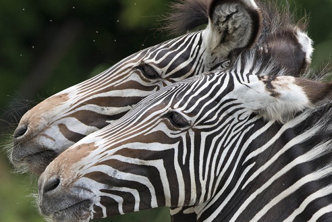 Zebre u zoološkom vrtu