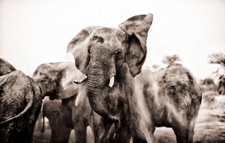 Slonovi stresaju prašinu sa sebe