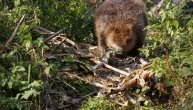 "Dabrovi su ubili moju kobilu": Meštani mole za pomoć, nemaju mira od ovih životinja