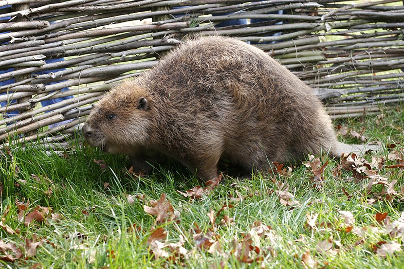Dabar - Zasavica, čipovanje dabrova Dabar - Zasavica, čipovanje dabrova
