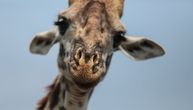 Žirafe u safari parku pogodila munja: Dve životinje preminule od jednog udara (FOTO)