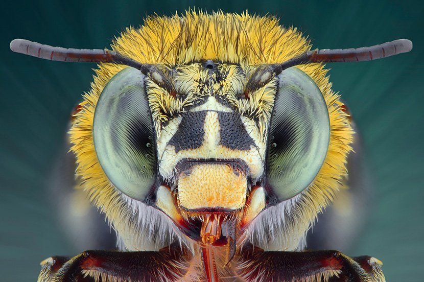 Neverovatne makro fotografije insekata koji poziraju kao u naučno-fantastičnom filmu