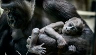 Korona virus će ubiti sve gorile? Mogle bi da izumru zbog epidemije