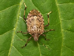 Smrdibuba, Halyomorpha halys