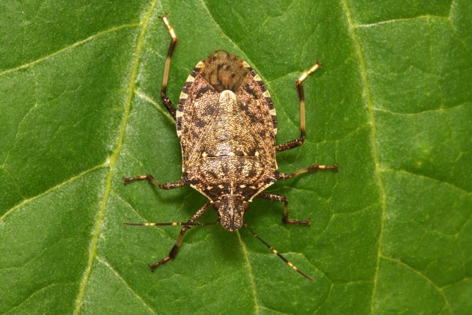 Smrdibuba, Halyomorpha halys