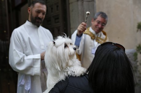 Sveti Antonije, dan zaštitnika životinja u Španiji