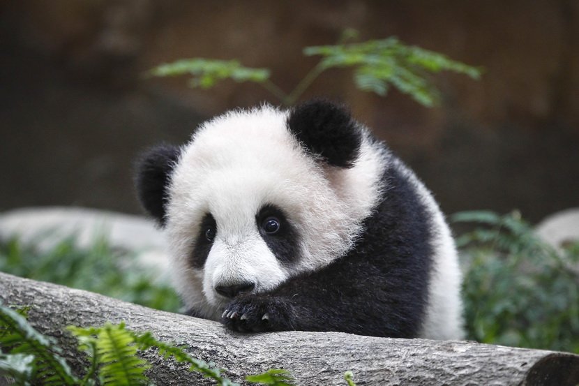 Razigrana panda u zoološkom vrtu u Kuala Lumpuru