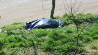 Samoubistvo kod Petrovca na Mlavi: Penzioner saznao za bolest, pa se ubio skokom u reku