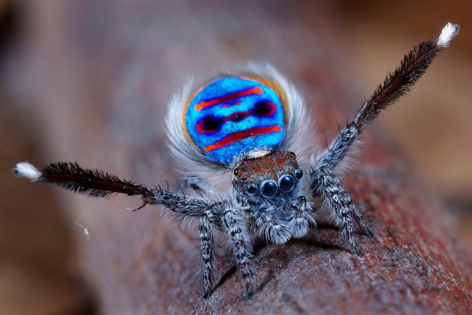 Pauk paun  (Peacock Spider)