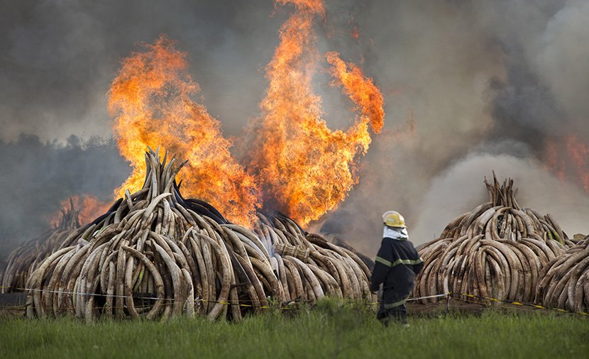 Najrobi -- Predsednik Kenije Uhuru Kenijata izjavio je da su vlasti u toj zemlji spalile 105 tona slonovače i tonu rogova nosoroga.