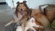 OVO SE ZOVE LJUBAV: Pas i mačka su najbolji prijatelji, spavaju zajedno od prvog dana (FOTO)