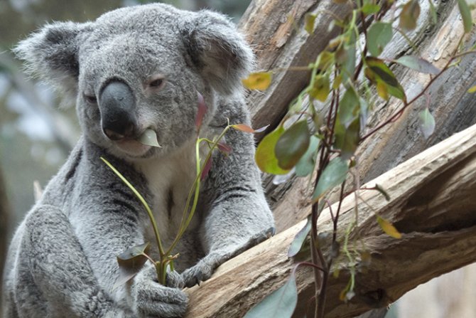 Koala 