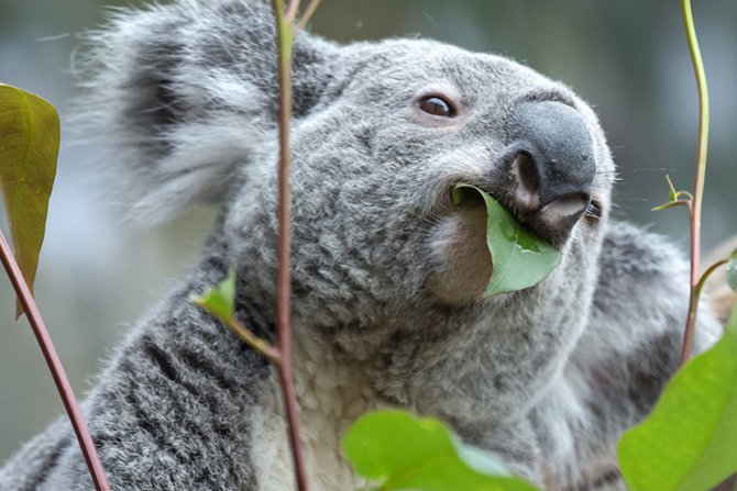 Koala 