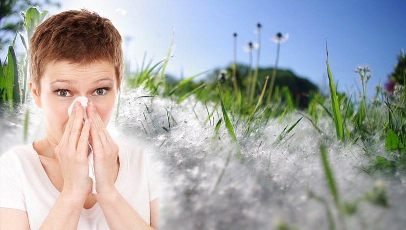 allergy, Ambrozija, alergija, polen, kijavica
