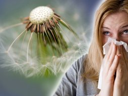 allergy, Ambrozija, kijanje, alergija, devojka, kijavica, polen, prehlada 