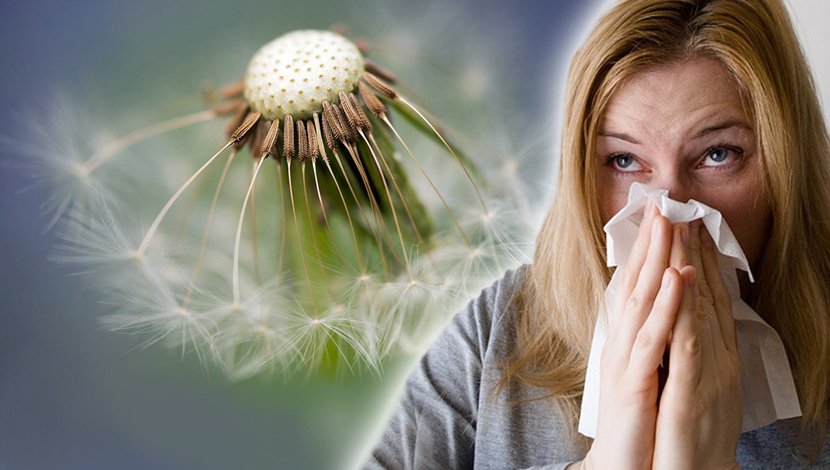 allergy, Ambrozija, kijanje, alergija, devojka, kijavica, polen, prehlada 